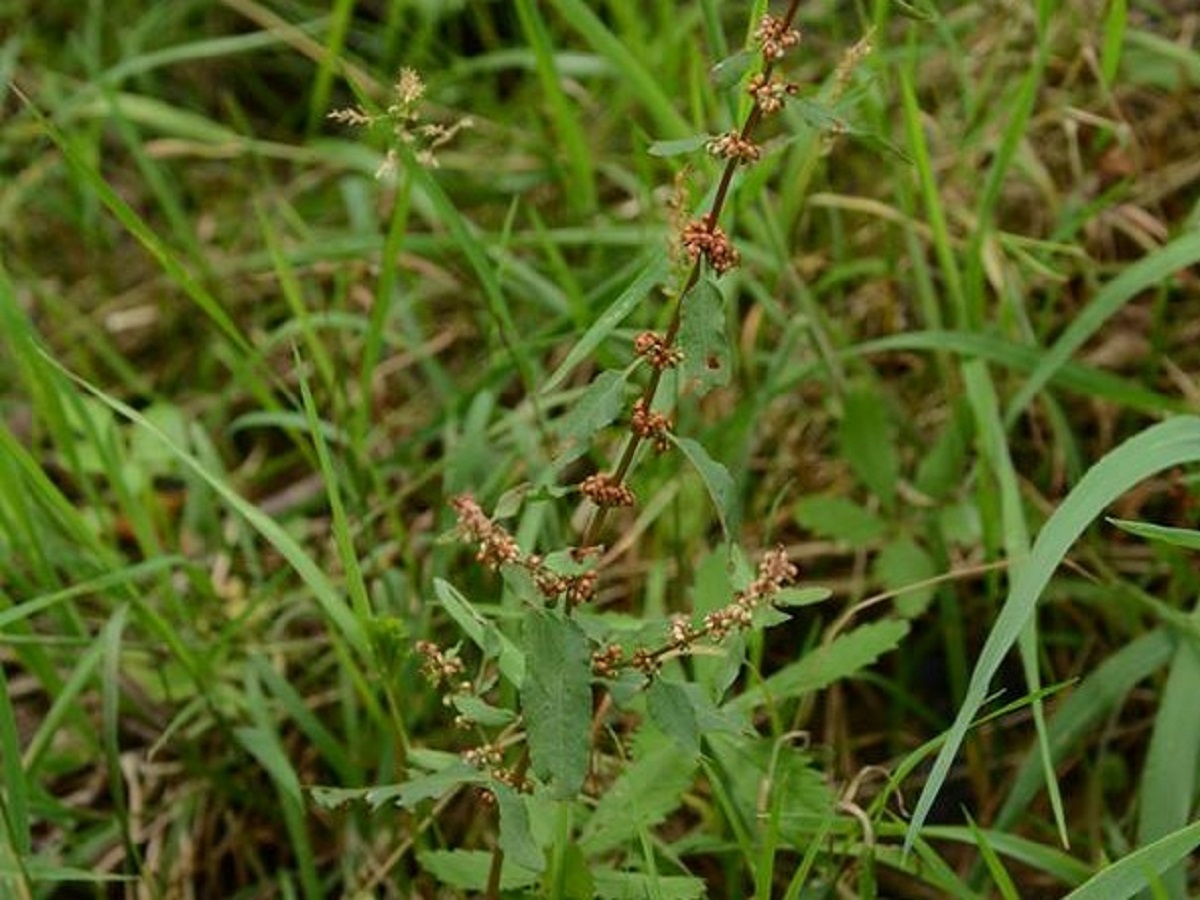 Rumex conglomeratus (Polygonaceae)